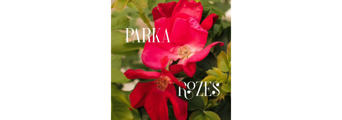 Ar ko tik īpašas parka rozes?